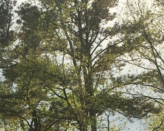 On COVID19 Shakespeare and being immeasurably weary