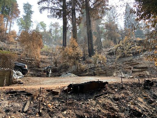 A forest area affected by a wildfire with burnt trees and ground.