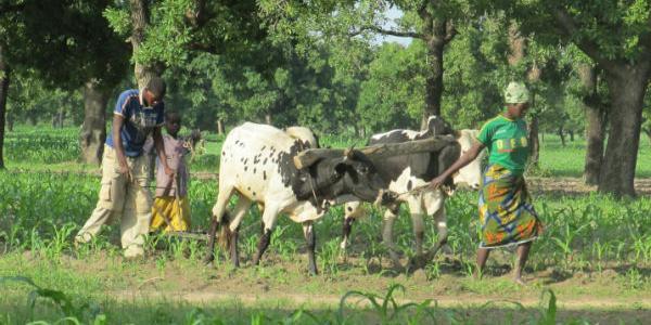 Young farmers using cows to plow field 