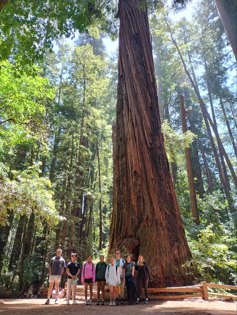 Henry Cowell Redwoods State Park (photo by Bryn Evans)