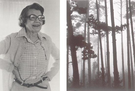 Portrait of Helen Johnston and Forest in Fog by Brett Weston, which is a part of the Helen Johnston Bequest.