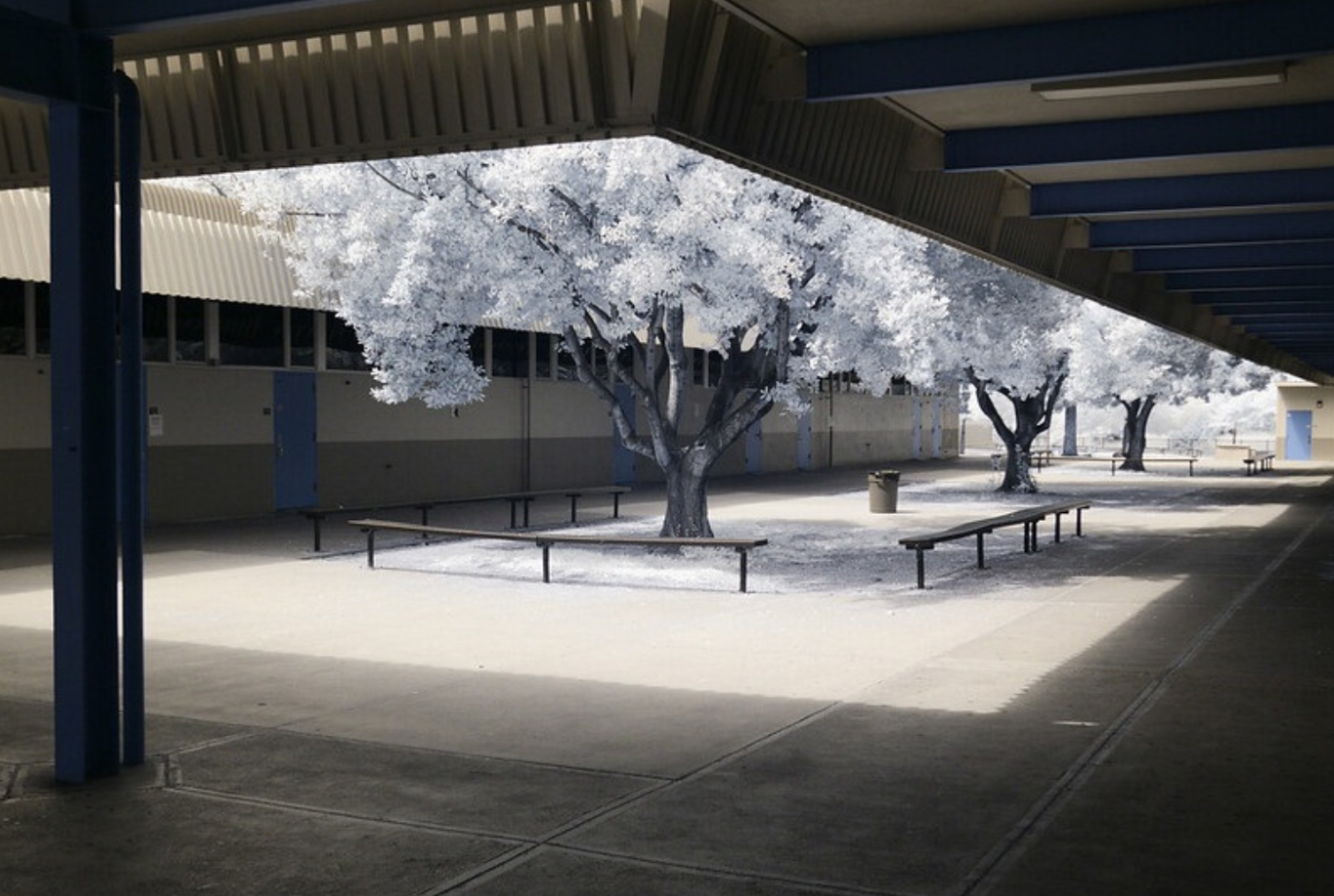 White trees and outdoor school courtyard