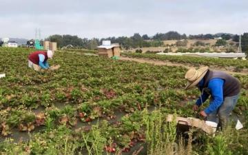 Two farmworkers picking strawberries in a field. By Sophia Irinco.