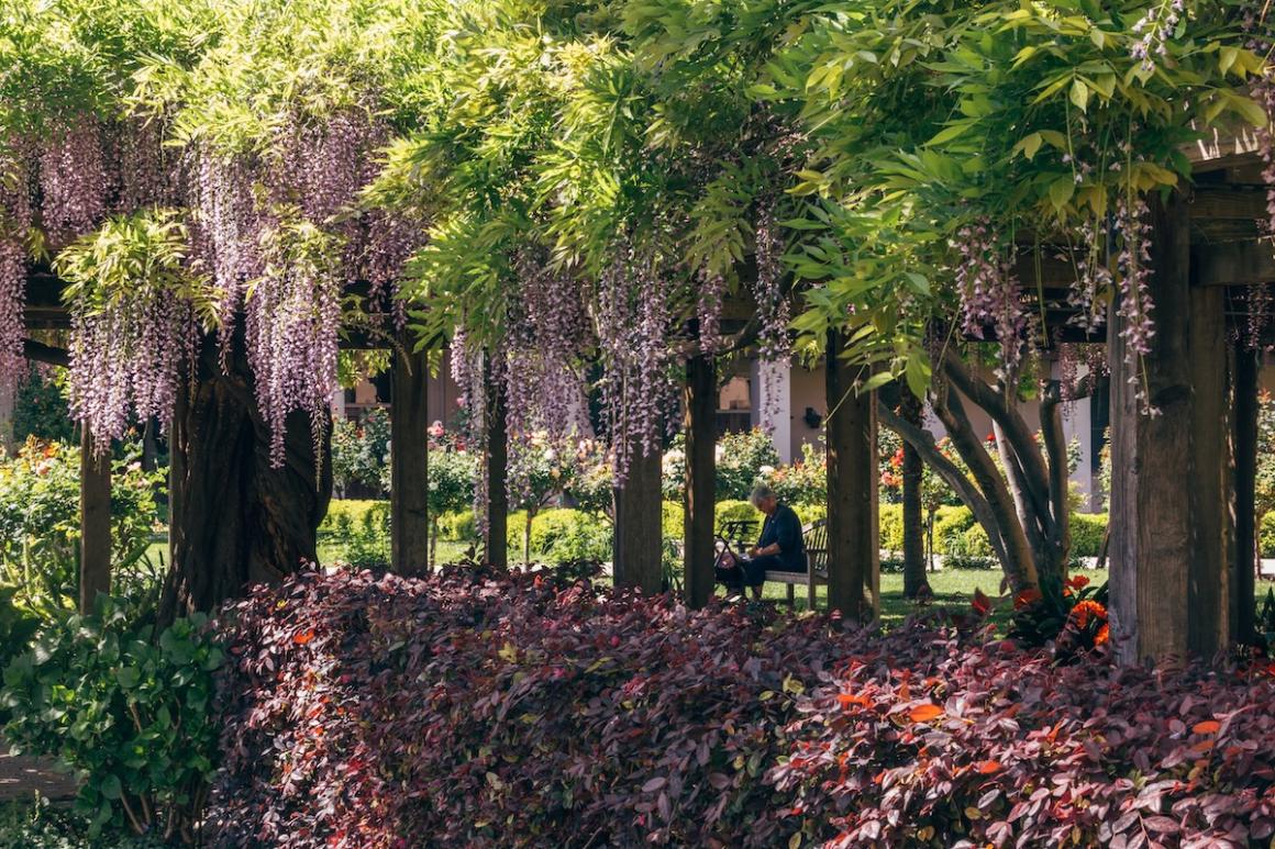 A person sits beneath a wisteria arbor on Santa Claras campus.