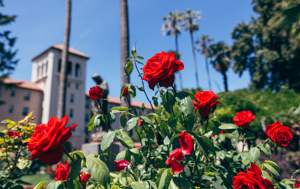 A closeup of roses from the Mission Gardens with Nobili Hall blurred in the background