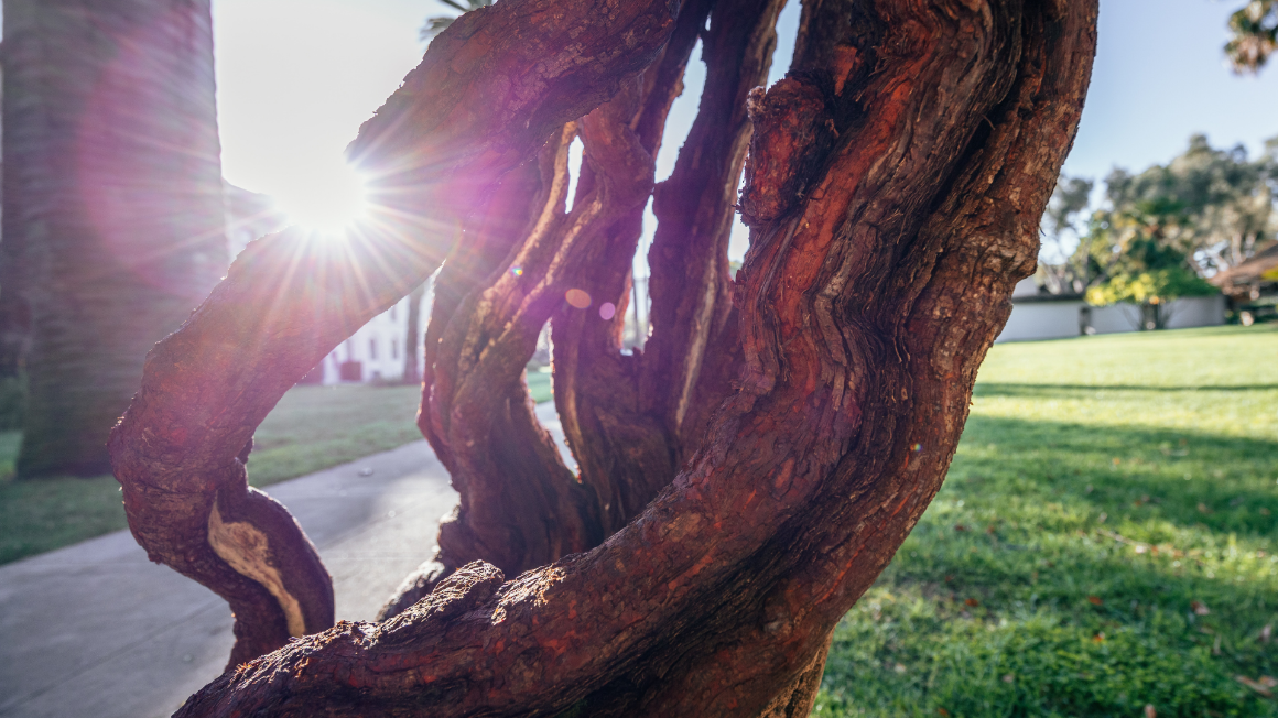 A tree branch with sunlight passing through the different sections.