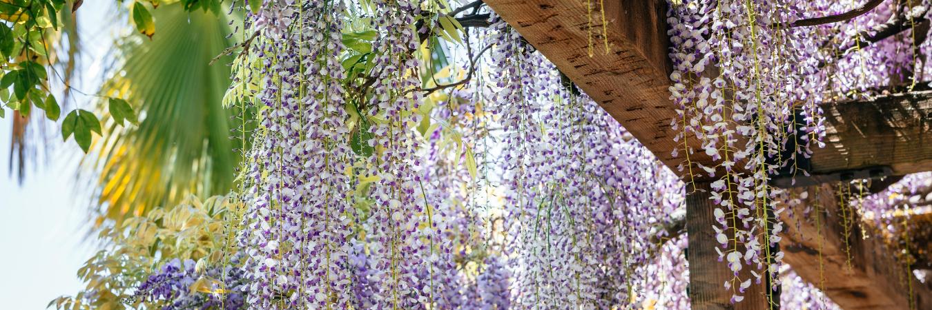 Santa Clara Mission Gardens wisteria purple flowers