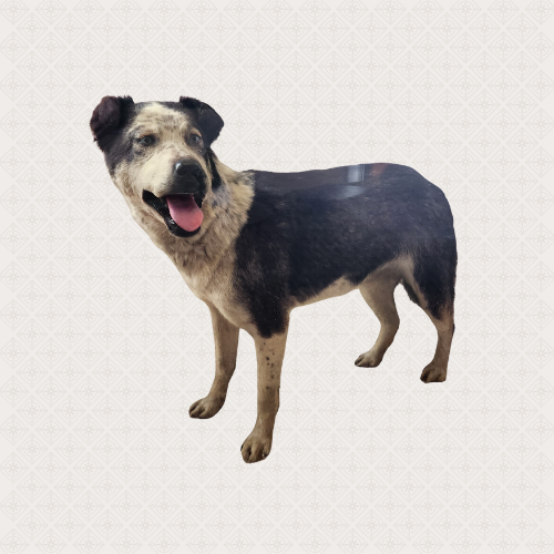A mounted, stuffed black and white dog.