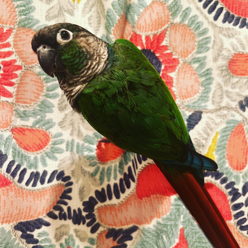 Cleo (Raisa Velazquez Bonet)
