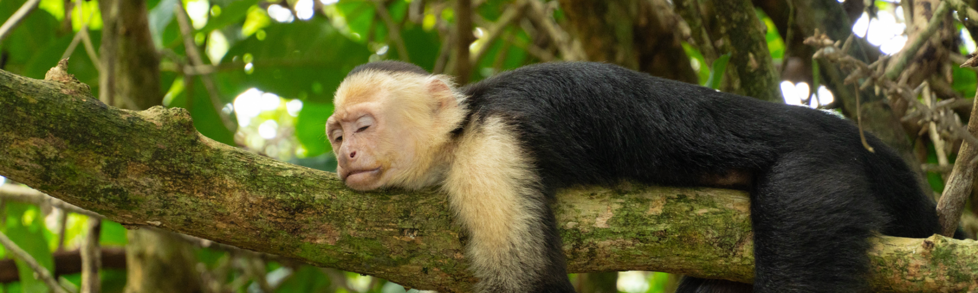 San Manuel National Park, Costa Rica; Monkey asleep on a tree branch