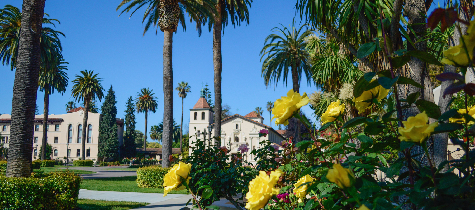 Mission of Santa Clara church behind a bush of yellow roses.
