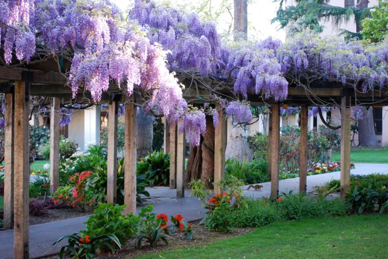 Wisteria blooms on a wooden arbor in a garden.