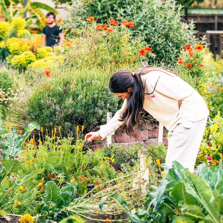 A female student picking produce at  the Forge Garden.