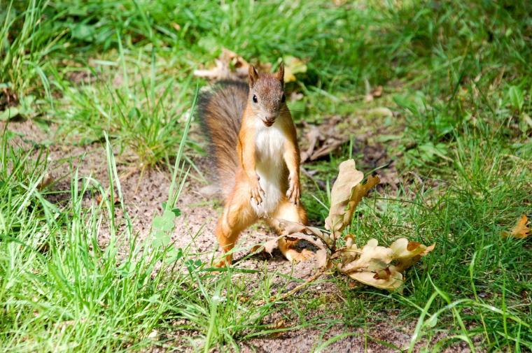A squirrel in a grassy area with scattered mushrooms.
