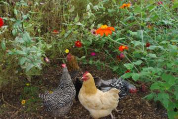 Two chickens in a garden near green plants and orange flowers.