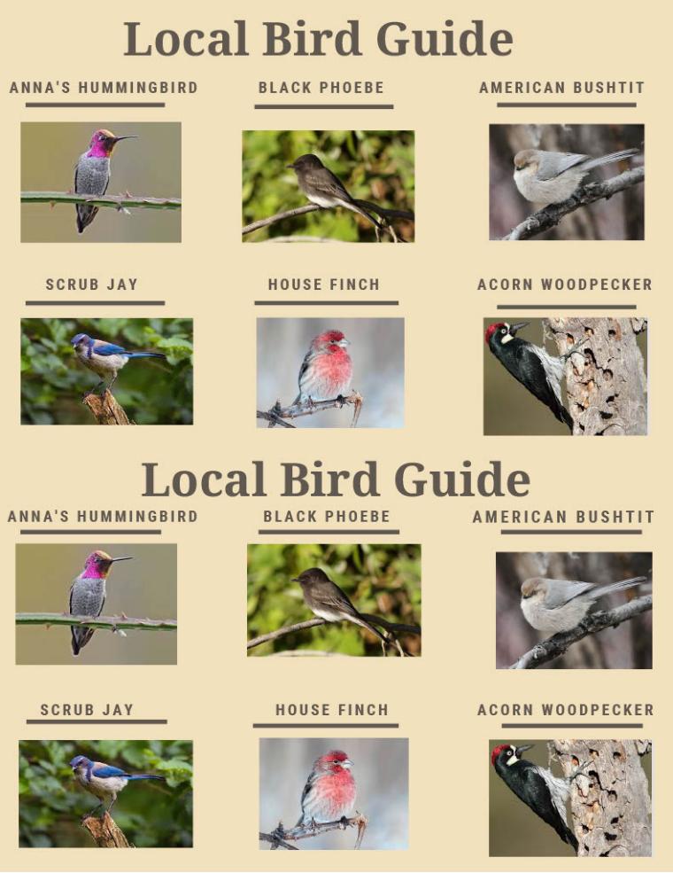 Guide to Local Birds