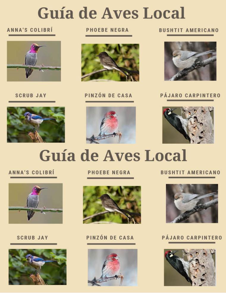 Guide to Local Birds Page 2
