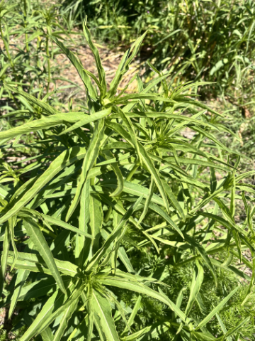 Milkweed plant