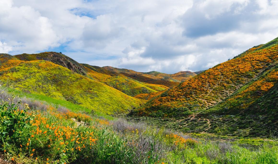 Hills with wildflowers image link to story