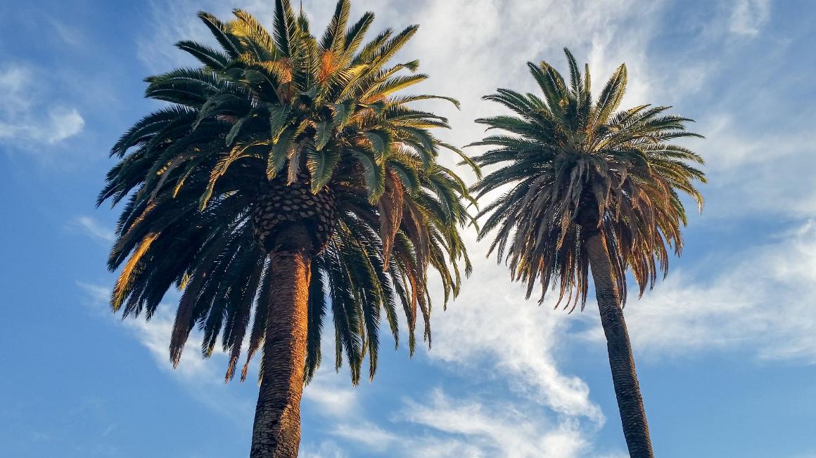 Palm Tree